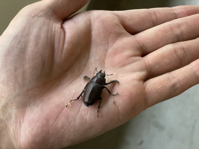 玄関前にノコギリっぽいメスがホコリにまみれてわちゃわちゃしてた 