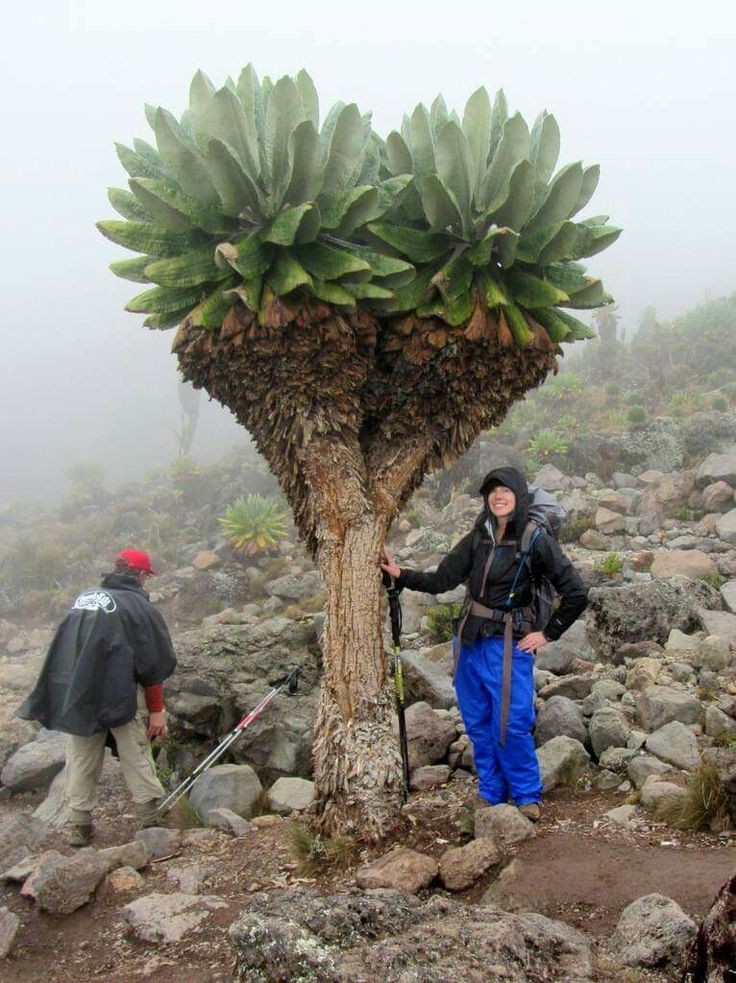 👉Dendrosenecio👈
📷:internet 
🌎:Kenya
#Arbre #Succulent #Suculenta #Suculento