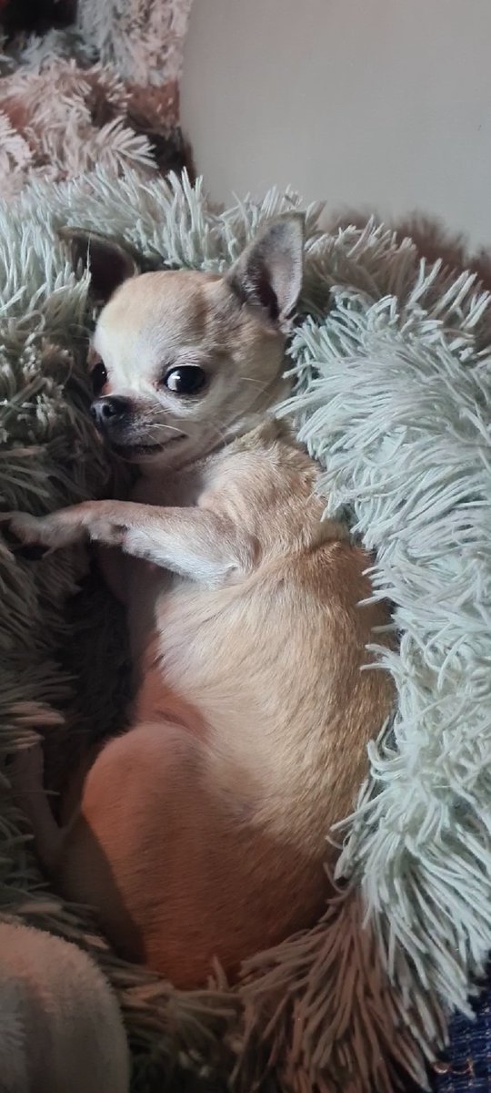 benechik's tweet image. If you see this photo, QT with the most recent photo you took of one of your pets.