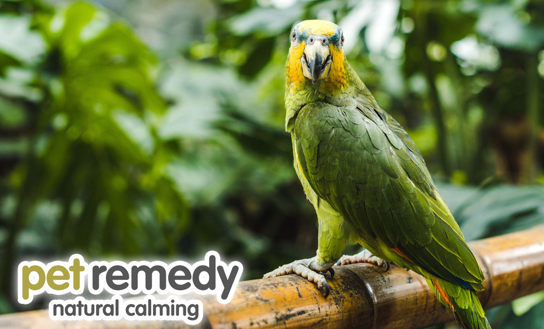 Birds, with their delicate nature, can easily succumb to stress, which can have serious implications on their health and happiness. Read our latest blog on what to spot: petremedy.co.uk/signs-to-look-… #parrots #birdstress #petremedy