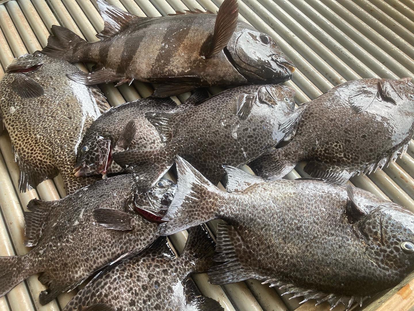 底辺底物師 底物釣り - Search / X