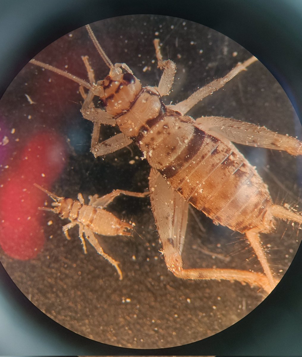 There is a big variation in the body size of crickets of the same population but this is the most extreme I've seen so far... they're both of ~same age and from the same population. 🦗 🔬 #sciencetwitter #phdlife