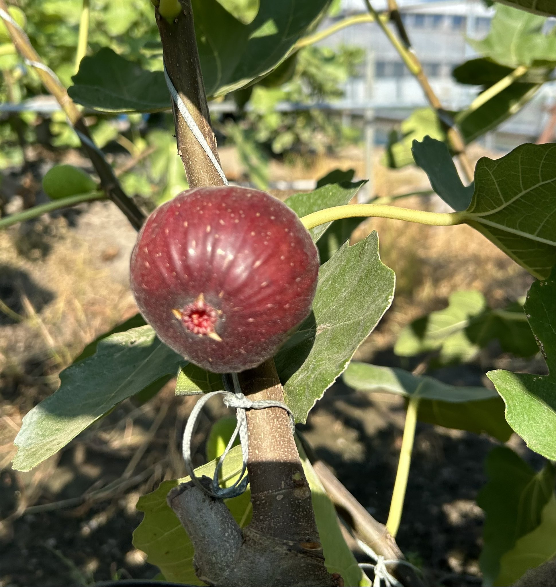 【専用】Sals Corleoneなど 穂木 イチジク 専用】Sals Corleoneなど 穂木 イチジク