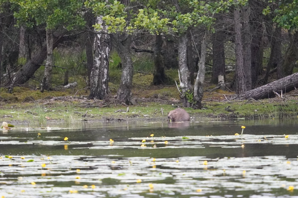 Ruari Saunders Photography tweet media