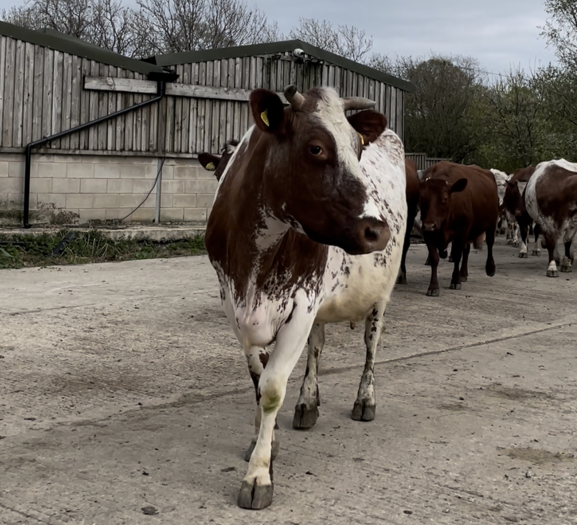 Meet RC, the spirited bovine sensation named after a 'Race Car.' With unmatched speed and a knack for gossip, she keeps the herd entertained and up-to-date on the juiciest cow tales.. #dairycow #dairyshorthorn #rawmilk #organicrawmilk #milk #organicfarming  #proudtobeorganic