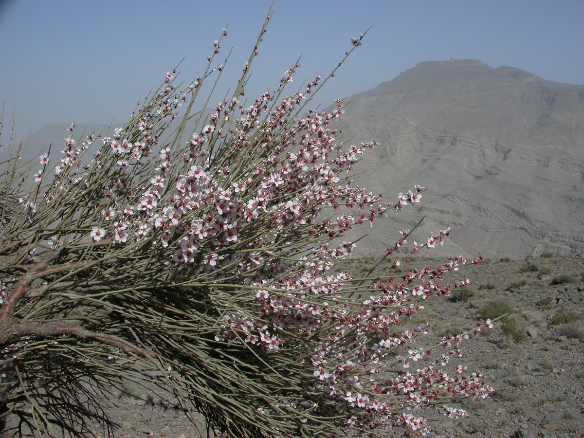 We’re hiring🌱 We’re looking for a botanist to join the @CMEPOrg team to deliver research and consultancy projects across the Middle East. Find out more here bit.ly/3GGvO5x @RBGE_Science @TheBotanics