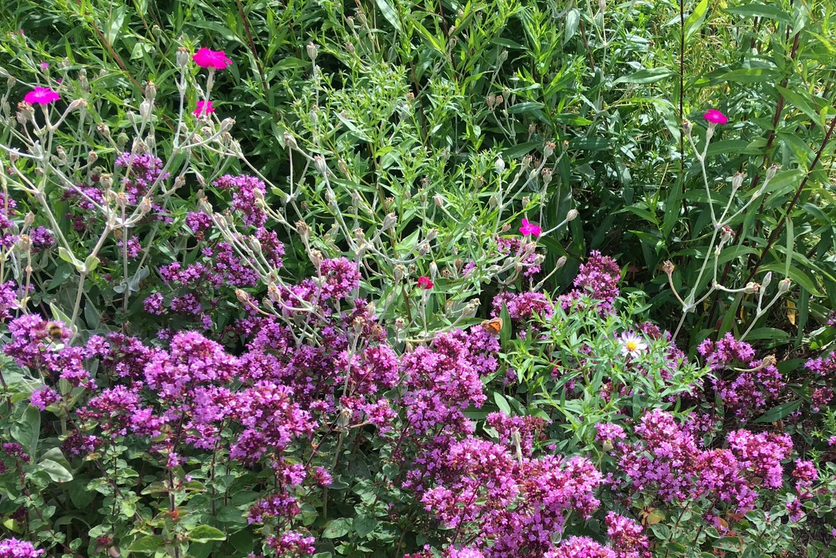 Butterflies are enjoying the last few days of summer at Willesden Jewish Cemetery.

#willesdenjewishcemetery #brent #cemetery_walk #wildlife #urbangardens #WildlifeWednesday