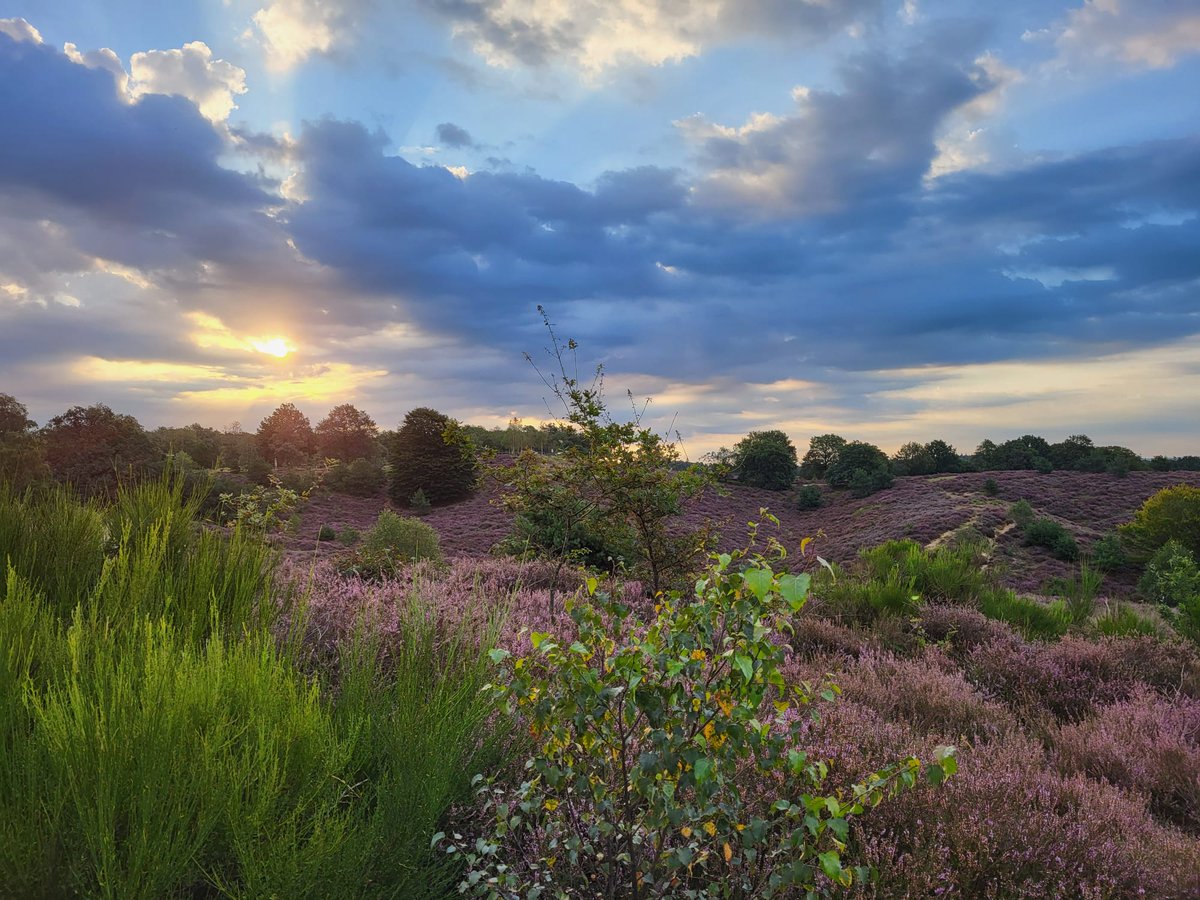 7 plekken in #Nederland waar je deze week nog kunt genieten van de prachtige #paarseheide 💜

🟣 Nationaal Park De Hoge Veluwe
🟣 Nationaal Park Veluwezoom
🟣 De Posbank
🟣 Dwingelderveld
🟣 Sallandse Heuvelrug
🟣 De Strabrechtse Heide
🟣 Utrechtse Heuvelrug
.