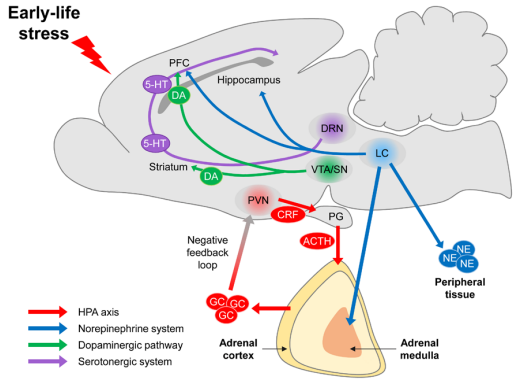 STMPUB's tweet photo. #neuroendocrinesystem #lifestress #rodent
Adverse effects of early-life stress: focus on the rodent neuroendocrine system
https://t.co/APM6TgcI1F
@PusanUni https://t.co/tkfpSk5aIY