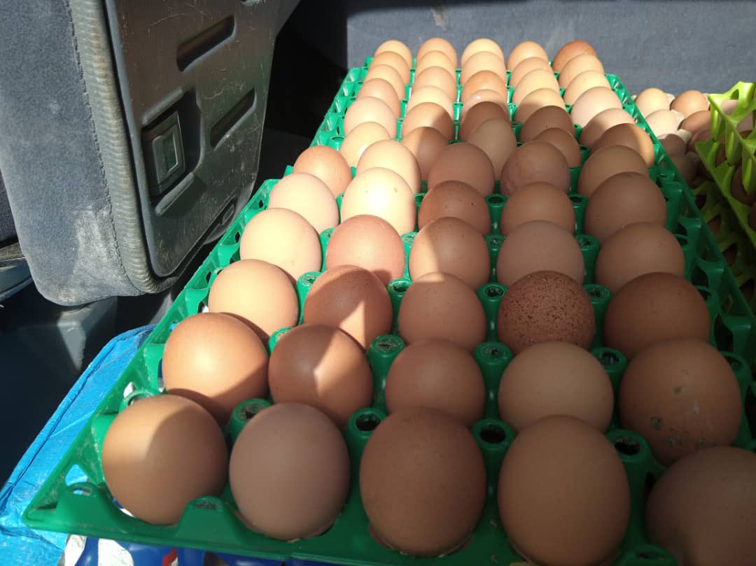 oregonfarms_'s tweet photo. Quality eggs from #oregonfarms https://t.co/YHiMncYUfi