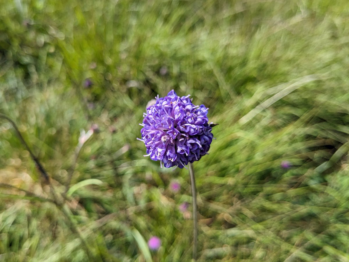 Small Tortoiseshell and Speckled Wood were the most recorded butterflies in yesterday's survey on Lullymore West - thanks to the volunteers who came along! The reserve is a lovely sight at the moment with Devil's-bit Scabious leaving a wash of purple over the reserve. #LoveBogs