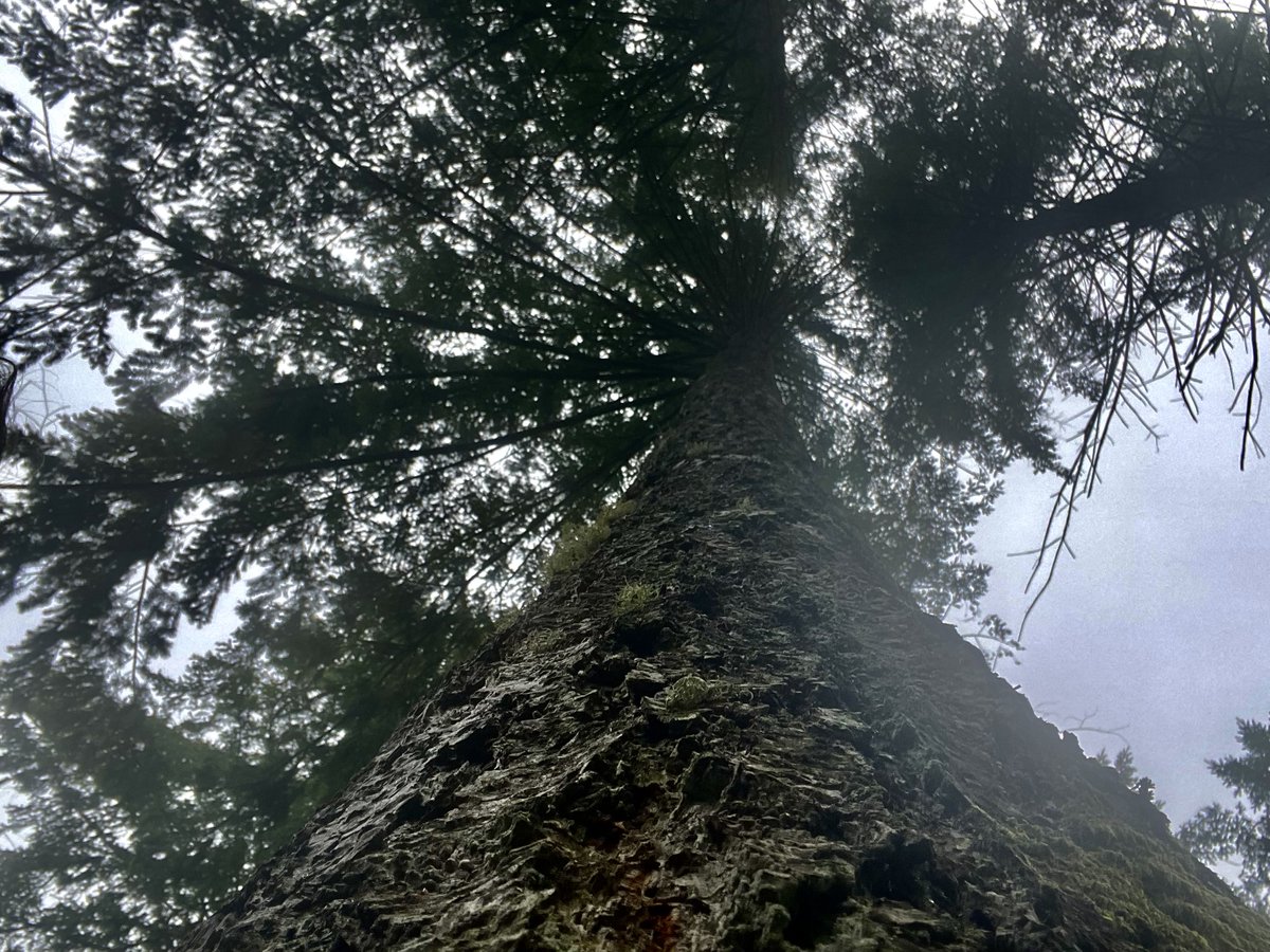 Fransylva_Lim's tweet photo. 💡Idée reçue n°1 : 🌳 🌲la forêt française appartient à tout le monde🌲 🌳

⛔ FAUX ⛔

🔍 La France compte 3,5 millions de propriétaires forestiers privés.

👉 https://t.co/ngTayKPkbm https://t.co/Nq1q3Bl9oD