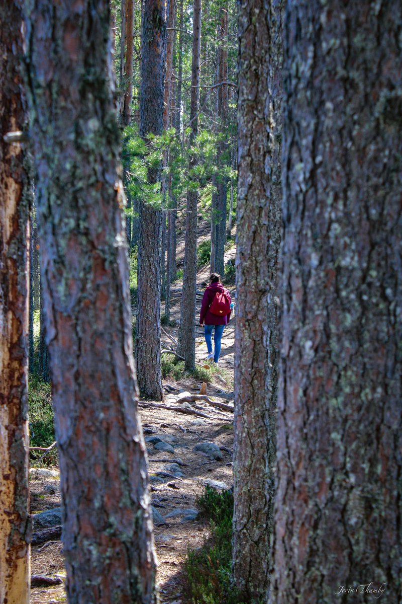 If you haven't already, now's your chance to join our Forest Happiness Survey.  🌲🤗<a href="/UniEastFinland/">University of Eastern Finland</a>
Share your unforgettable forest experiences with our researcher <a href="/SyamiliManoj/">Syamili Manoj Santhi</a> ! 🌍  
#ForestHappiness  #suomi #metsä #tutkimuskysely

👉link.webropolsurveys.com/s/foresthappin…
