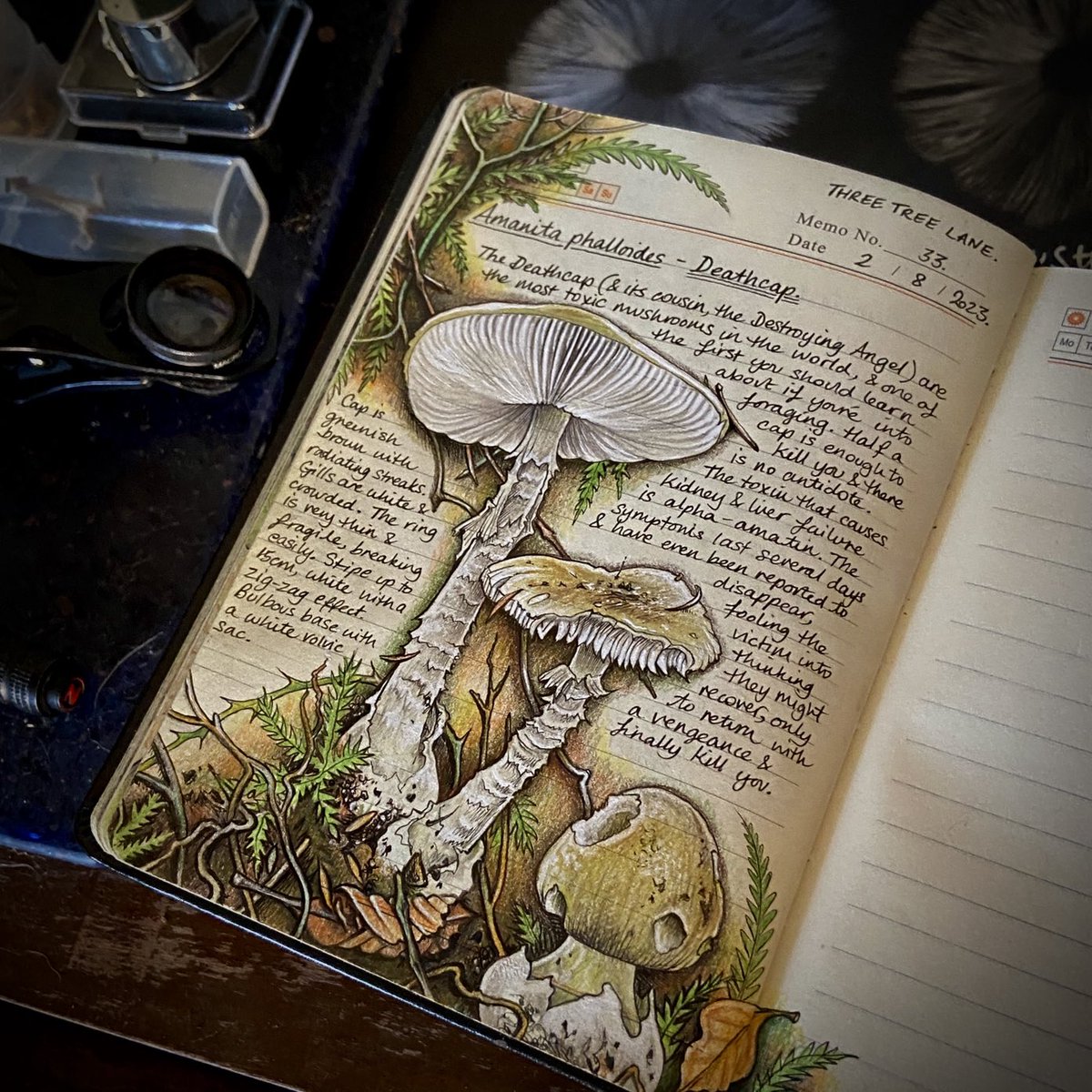 Deathcaps - Amanita phalloides #FungiJournal