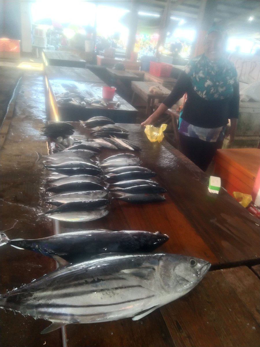 SaidaUmagapi's tweet photo. Kamis 03/08 Saida Umagapi Luhkan Sula,di KUB Taha geka melaporkan hasil tangkapan cakalang +tongkol alat tangkap Hendline ,Agustus 2023 sebanyak 95kg, harga jual Rp,35,000/kg
#GiatlukanSatminkalAmbon
#sulaTangkap
#Bp3Ambon #Luhlaporkp https://t.co/sCkCqp4GOj
