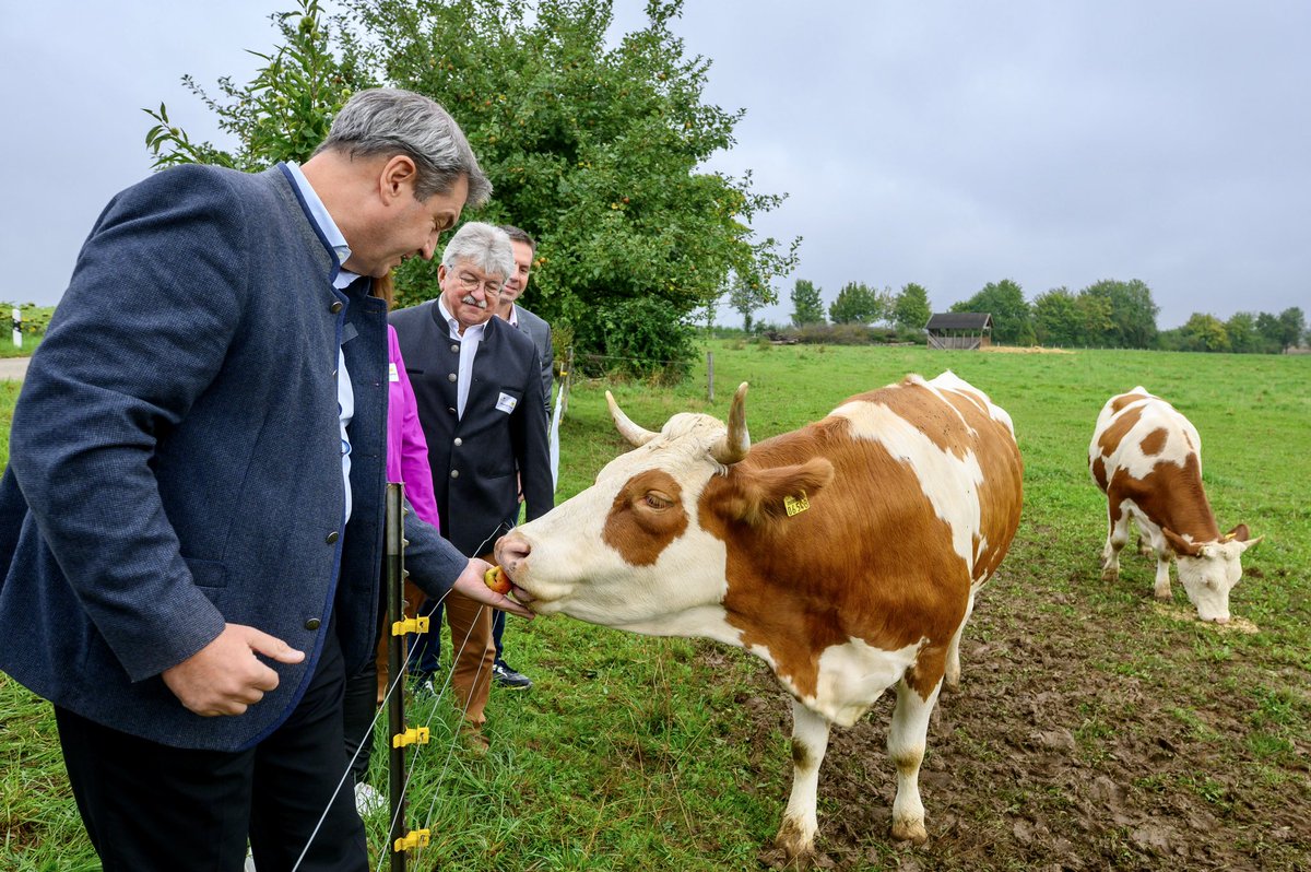 Markus_Soeder's tweet photo. Regionale Lebensmittel sind Trumpf: Heute Vorstellung der Genuss-Kampagne zum Altmühltaler #Weiderind in Beilngries in #Oberbayern mit @TSchorerDremel. Essen ist fester Bestandteil des Lebens. #Regionalität ist dabei der Trumpf der Zukunft: Sie ist gut fürs #Tierwohl, die #Ökologie – und für den #Geschmack. Die Weidetierhaltung prägt unser Land. Wir brauchen wieder mehr Respekt für unsere #Landwirtschaft und #Lebensmittel. Dazu gehört auch eine dauerhaft niedrige #Mehrwertsteuer für die Gastronomie und das Senken der Mehrwertsteuer auf Null für alle Grundnahrungsmittel. Bayern setzt aufs Handwerk und auf Familienbetriebe: Wir haben an den Schulen den ��Tag des Handwerks“ eingeführt und haben als erstes Bundesland eine kostenfreie Meisterausbildung.