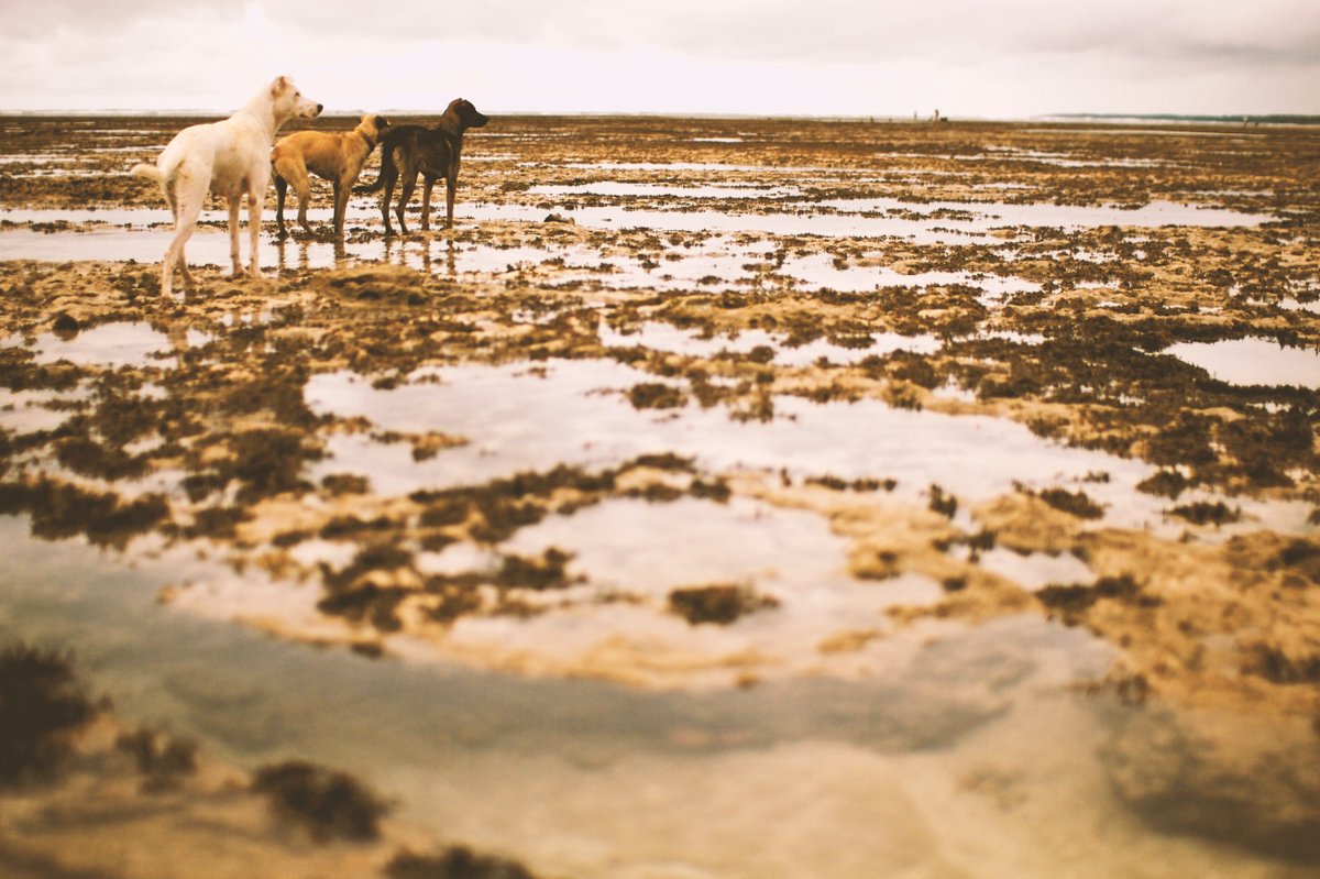 denieuwsbv's tweet image. Vorig jaar spraken we in De Nieuws BV over Robin, een dreumes die dood werd gebeten door de hond van zijn grootouders. Vrijdag begint de rechtszaak tegen de grootouders. We praten erover met @Defnie van @Hondbescherming en advocaat @EgmondAdvocaat.