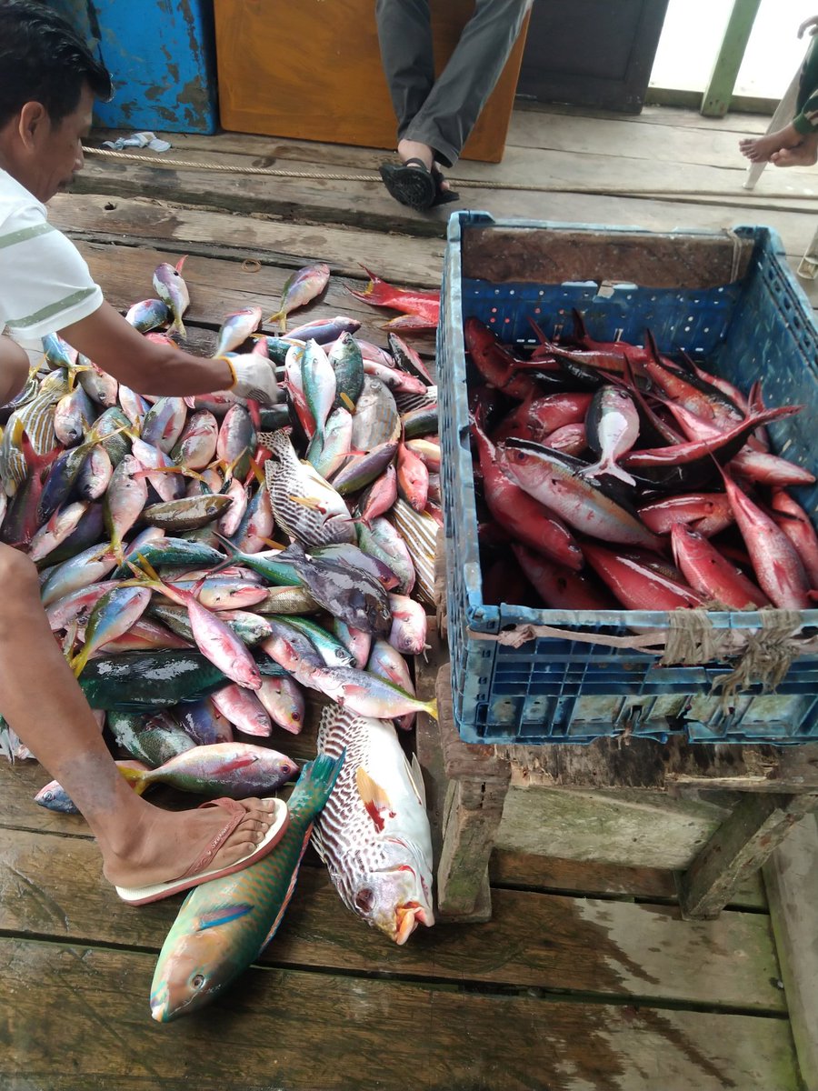 SaidaUmagapi's tweet photo. Senin 28/08, Saida Umagapi Luhkan Sula ,di Nelayan Bapak Iwan,Melaporkan hasil tangkapan ikan dasar Agustus 2023, sebanyak 150kg ,harga jual 50,000/kg
#GiatluhkanSatmimkalAmbon
#LulaporBp3Ambon
#luhlaporkp https://t.co/eQxtLEdw9s