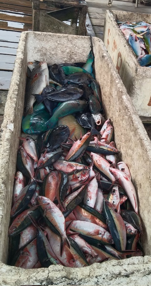 SaidaUmagapi's tweet photo. Senin 28/08, Saida Umagapi Luhkan Sula ,di Nelayan Bapak Iwan,Melaporkan hasil tangkapan ikan dasar Agustus 2023, sebanyak 150kg ,harga jual 50,000/kg
#GiatluhkanSatmimkalAmbon
#LulaporBp3Ambon
#luhlaporkp https://t.co/eQxtLEdw9s