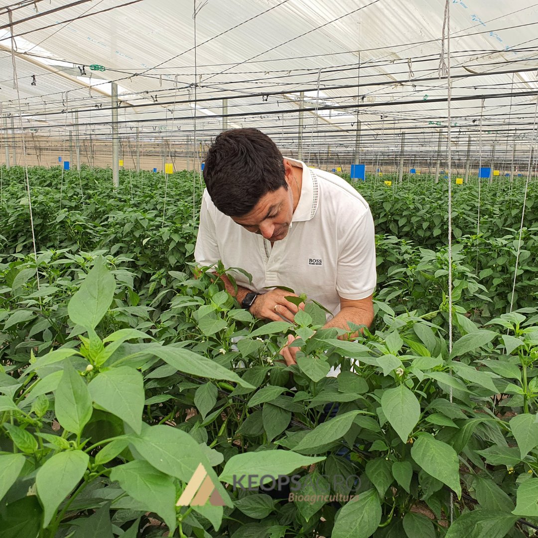 KeopsAgro's tweet photo. Producción natural y #ecológica ♻️.
Un cultivo con las defensas tan altas que no enferman gracias la Tecnología #Epigen 🌱. Plantas que expresan su potencial genético y productivo máximo.
#Bioagricultura
https://t.co/cSeEikphpD https://t.co/1Kvcd4ch7I