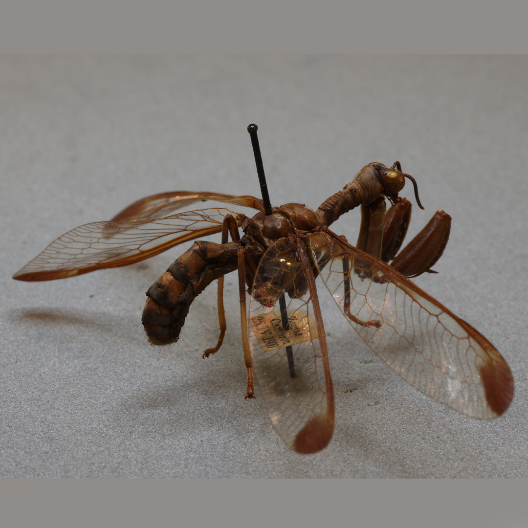 Mary Wollstonecraft #Shelley was born today in 1797. She wrote the Gothic novel #Frankenstein published in 1818. We commemorate her with a specimen that looks like a wasp, a damselfly and a mantis all in one - truly a Frankenstein example in the natural world, a mantisfly.