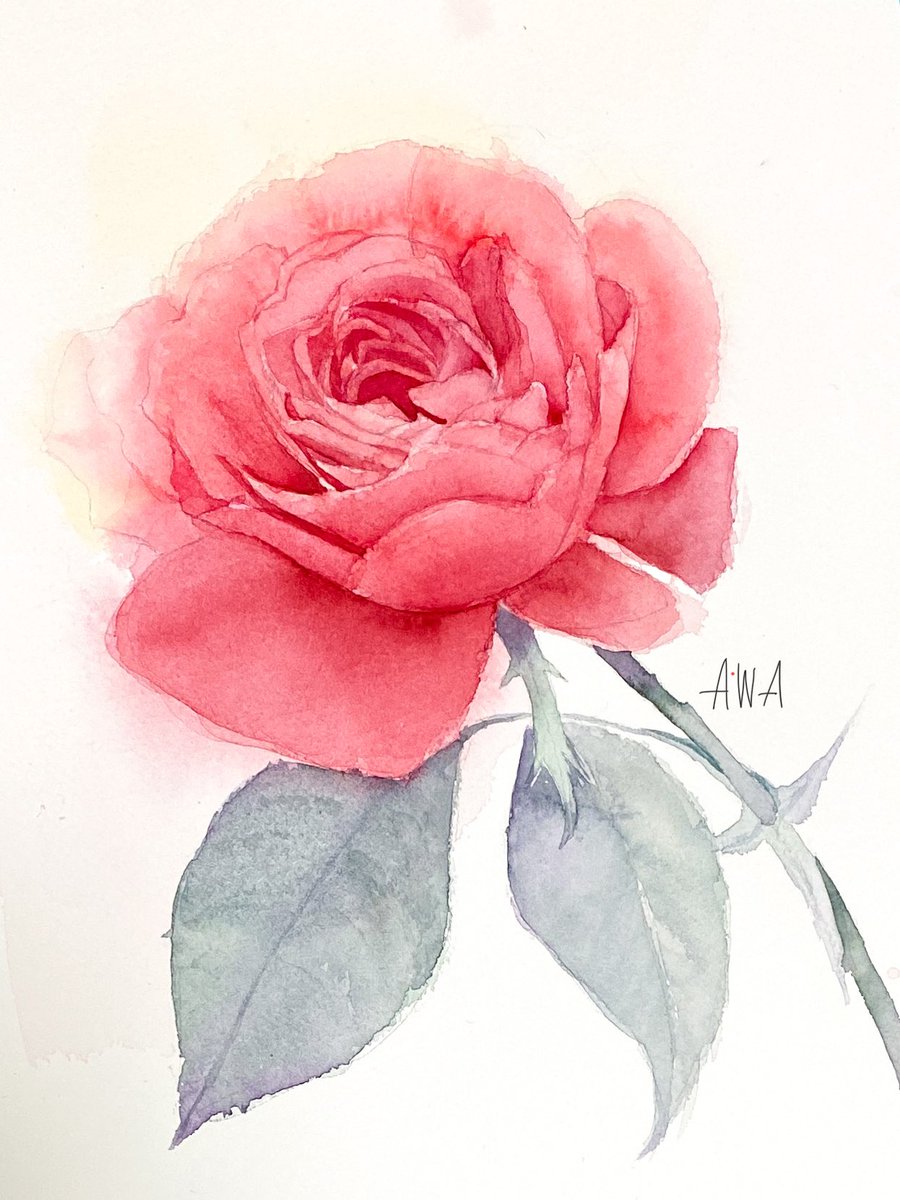 「#とびきりの赤を魅せてくださいwatercolor rose 」|Awa＊ふわもこ堂の水彩屋さんのイラスト