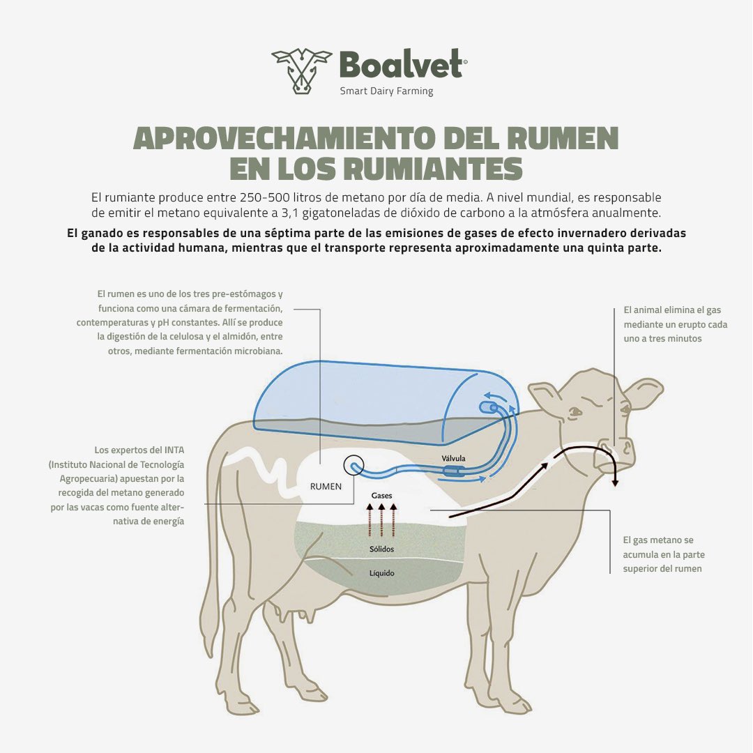 BoalvetAI's tweet photo. Aprovechamiento del rumen en los rumiantes 🐄

#agriculture #rural https://t.co/ju701dl8PP