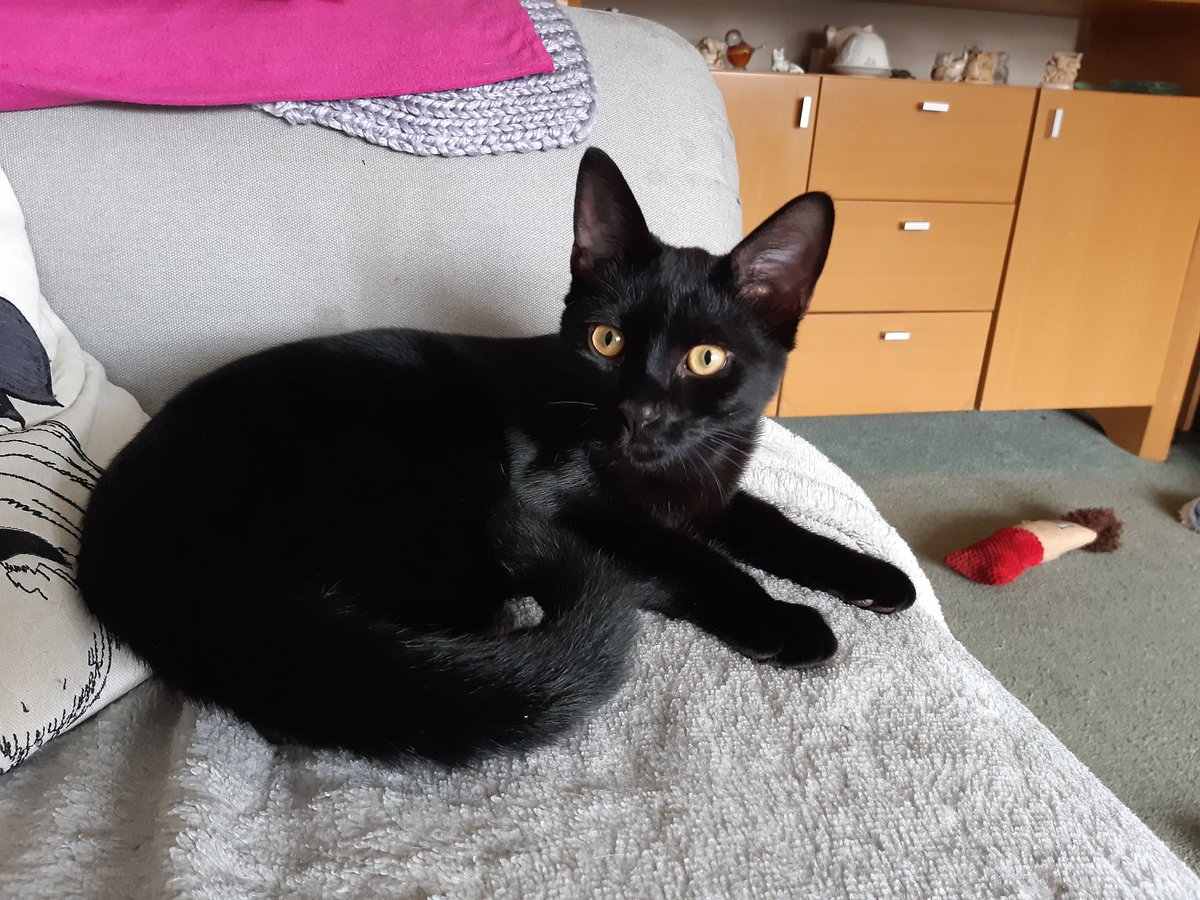 byebyesmoke's tweet photo. Brahm up for adoption soon at HenrysHaven https://t.co/qlmtrYH9Vb