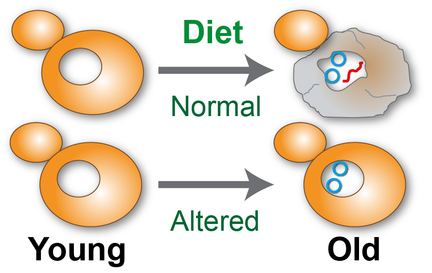 Why does ageing make cells less healthy? Our 2 papers out today in @PLOSBiology show that: Changing diet leads to healthy ageing in yeast @Dorottya_Horkai journals.plos.org/plosbiology/ar… ERCs don’t cause senescence but other DNA fragments might… @andrezylstra3 journals.plos.org/plosbiology/ar…