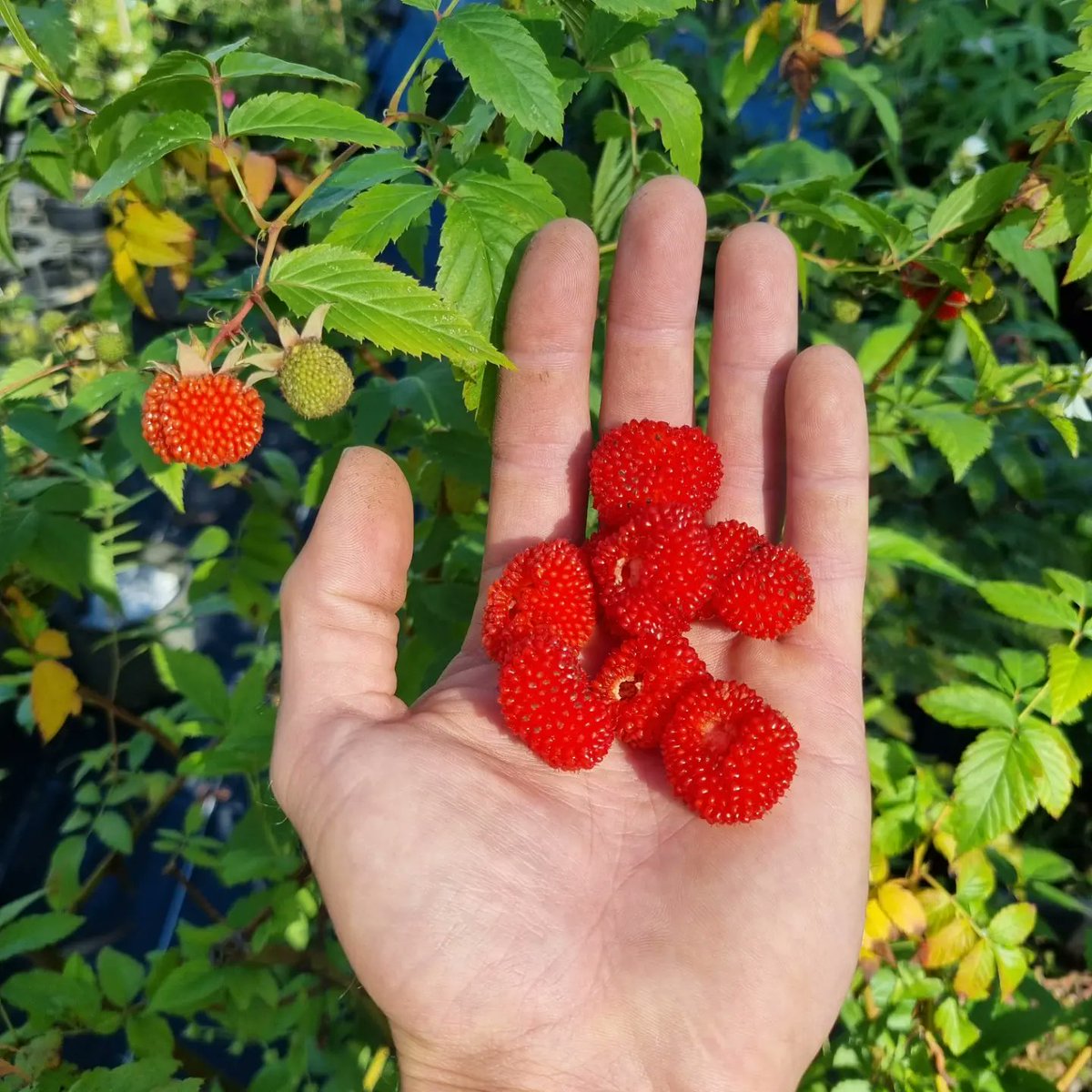 DelivertreeAU's tweet photo. This is our first handful of native raspberries 'Rubus parvifolius' - They are very sweet and tasty and best served straight from the bush!

#bushtucker #ediblegarden #raspberry #bushfoods https://t.co/zKlcCN4p7P