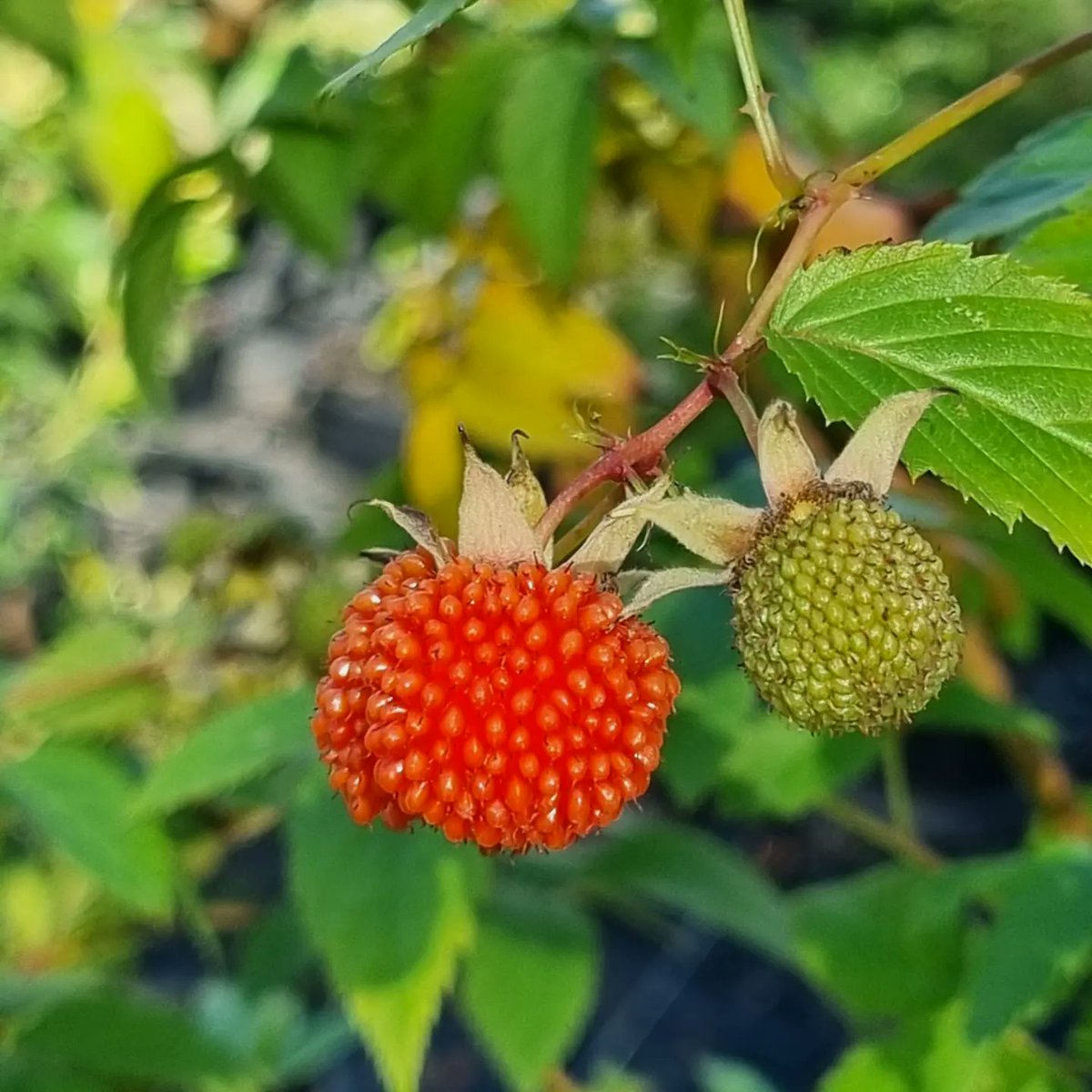 DelivertreeAU's tweet photo. Be aware of planting them in the ground, as they can become quite invasive - We always recommend putting them in a large pot with a saucer below to retain moisture and stop those runners  🌱

The kids love to eat them, and they are also great in deserts and smoothies 🍨 https://t.co/tjCsRWnmWY