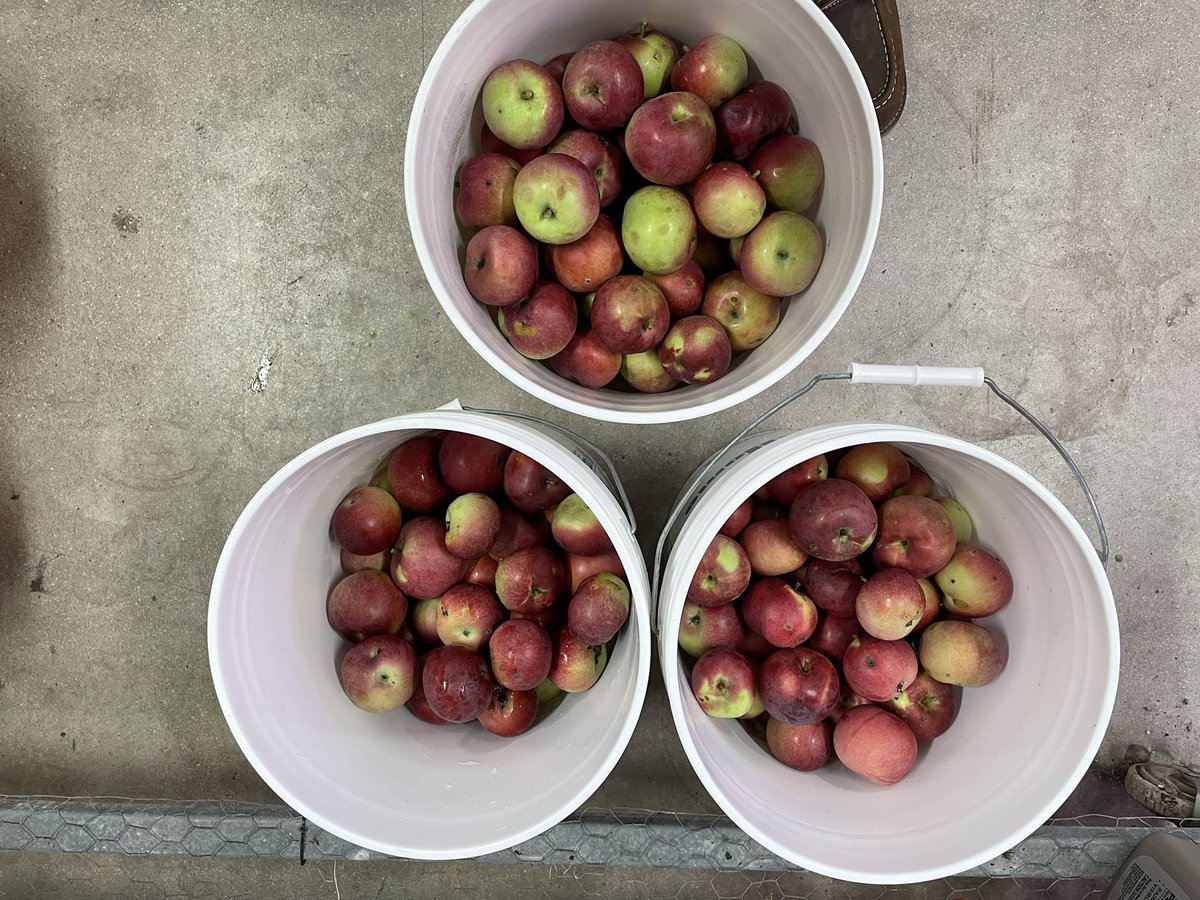 specProjectsLab's tweet image. Our middle school agriscience class is getting ready to make apple cider. @SJSHSPanthers