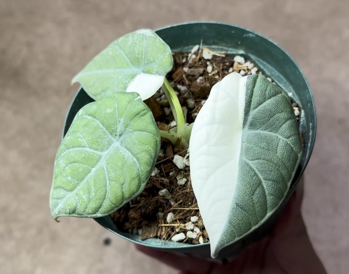 アロカシア マハラニ 斑入り ② アロカシア マハラニ | グリーンホビー
