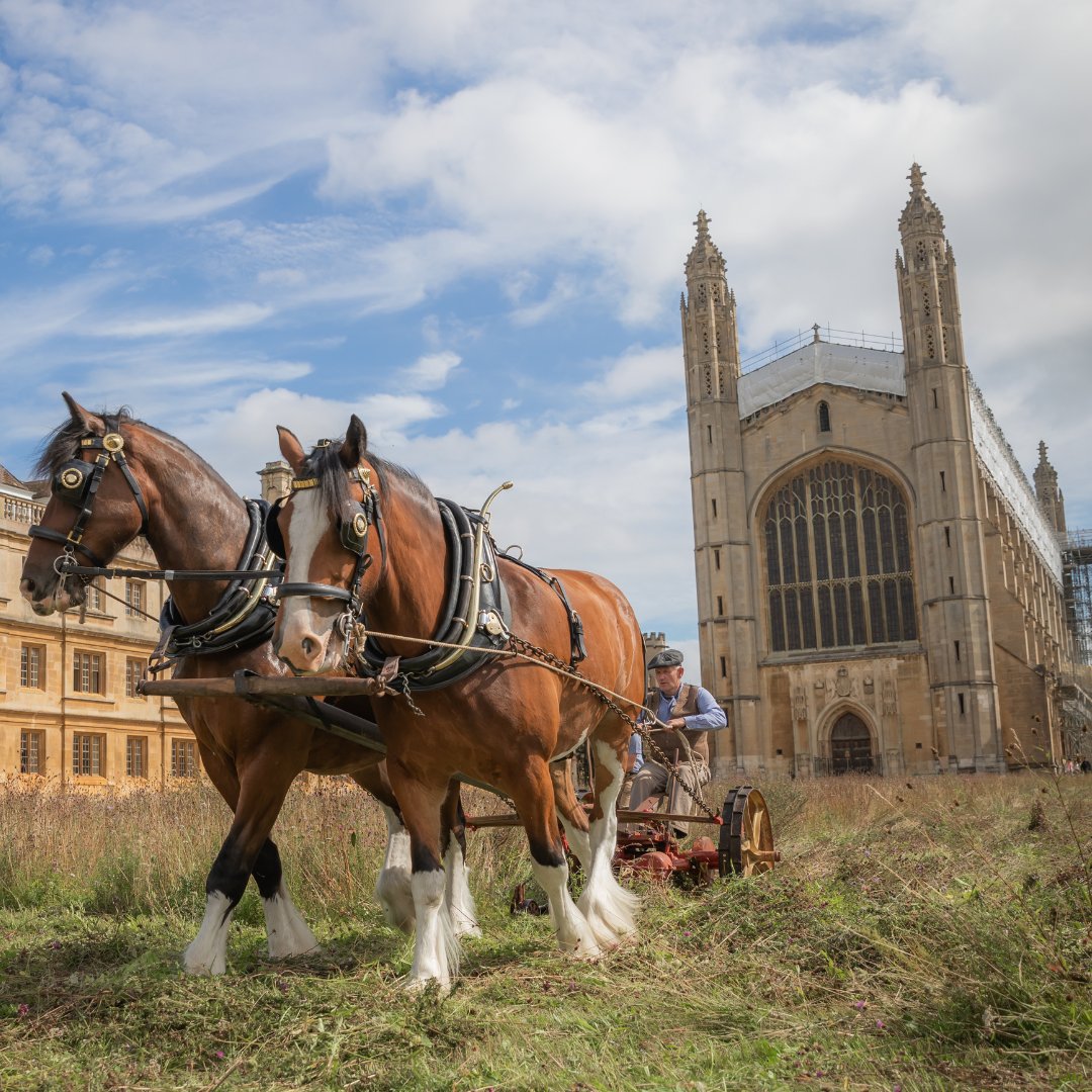 Cambridge_Uni's tweet image. This August, @Kings_College's wildflower meadow was harvested once again – with the help of Cosmo and Bryn! 🐎

The Shire horses helped to cut the meadow over 3 days, and the bales of hay will now be distributed across the city to create more wildflower meadows.

📷 Lloyd Mann