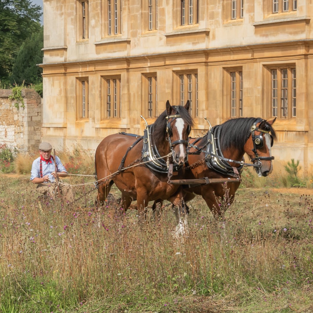 Cambridge_Uni's tweet image. This August, @Kings_College's wildflower meadow was harvested once again – with the help of Cosmo and Bryn! 🐎

The Shire horses helped to cut the meadow over 3 days, and the bales of hay will now be distributed across the city to create more wildflower meadows.

📷 Lloyd Mann