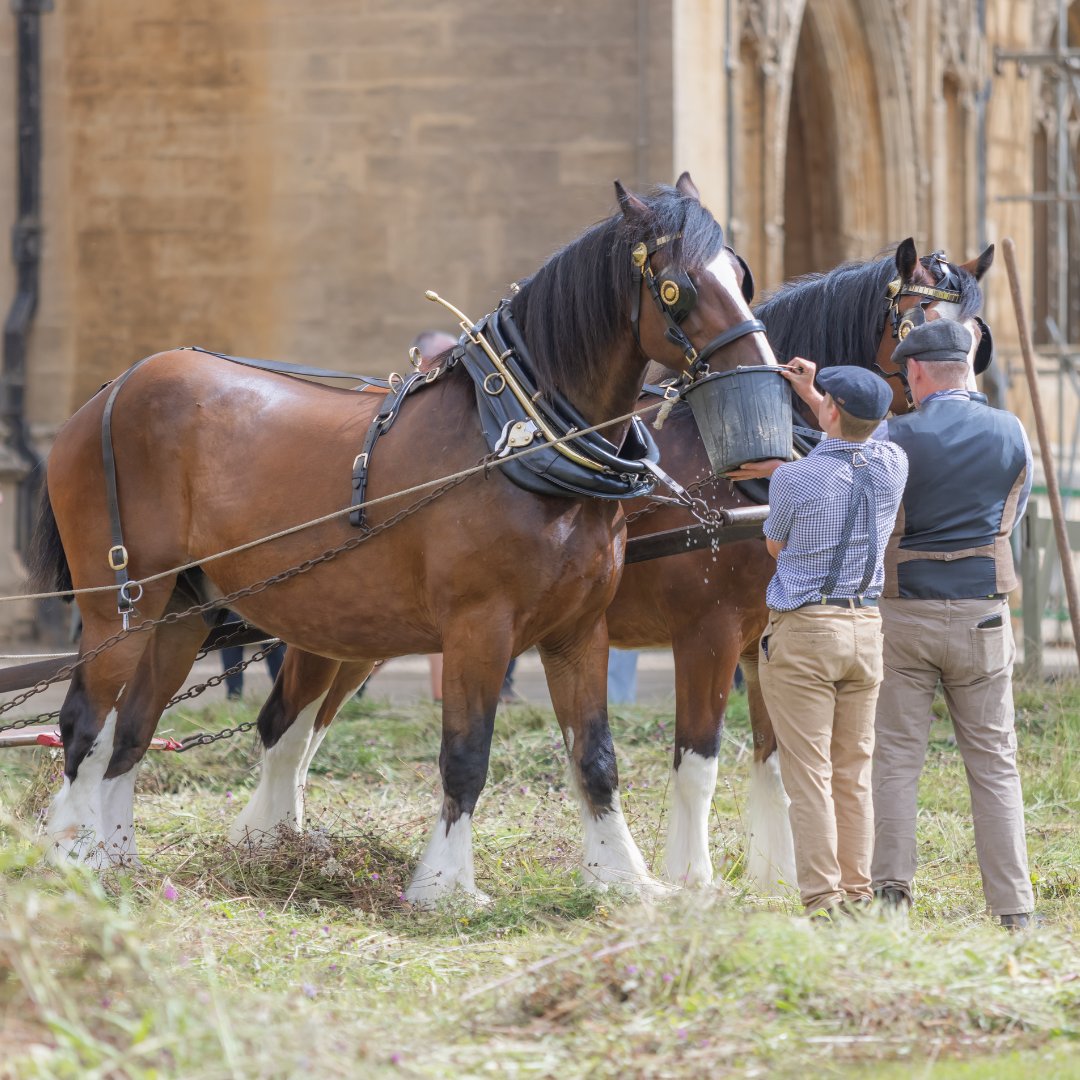 Cambridge_Uni's tweet image. This August, @Kings_College's wildflower meadow was harvested once again – with the help of Cosmo and Bryn! 🐎

The Shire horses helped to cut the meadow over 3 days, and the bales of hay will now be distributed across the city to create more wildflower meadows.

📷 Lloyd Mann