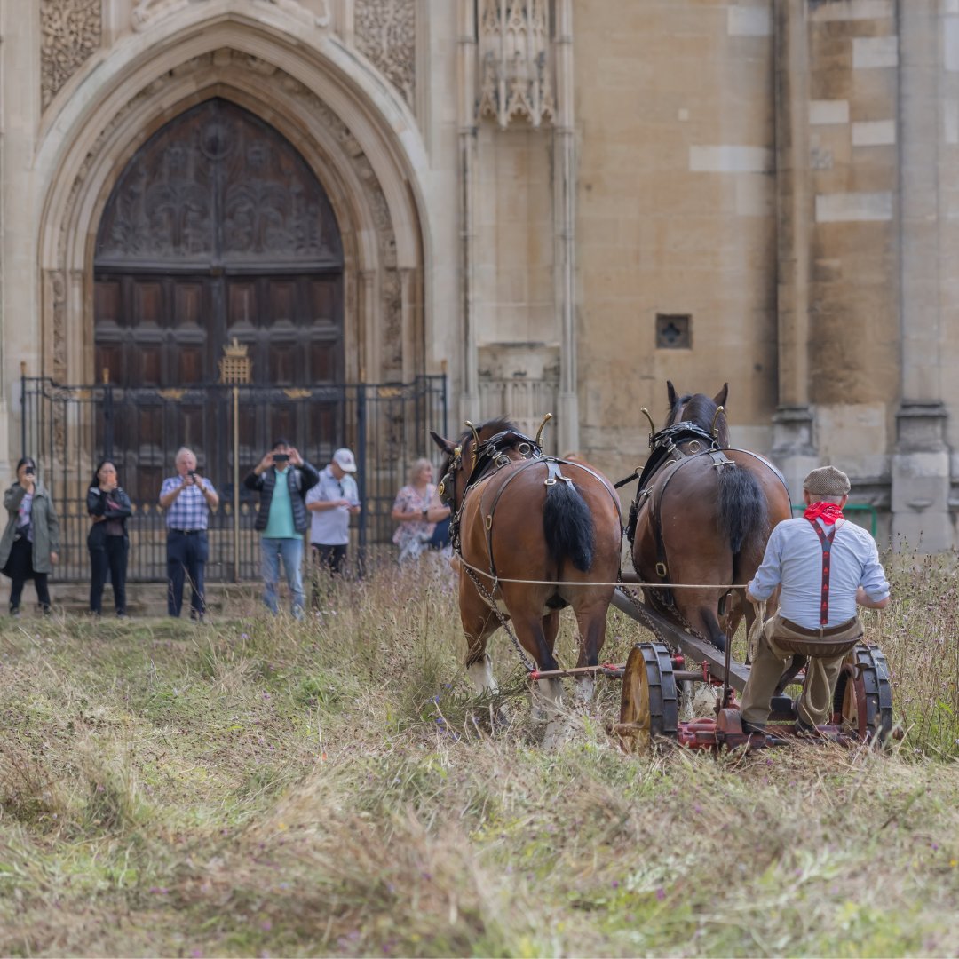This August, @Kings_College's wildflower meadow was harvested once again – with the help of Cosmo and Bryn! 🐎 The Shire horses helped to cut the meadow over 3 days, and the bales of hay will now be distributed across the city to create more wildflower meadows. 📷 Lloyd Mann