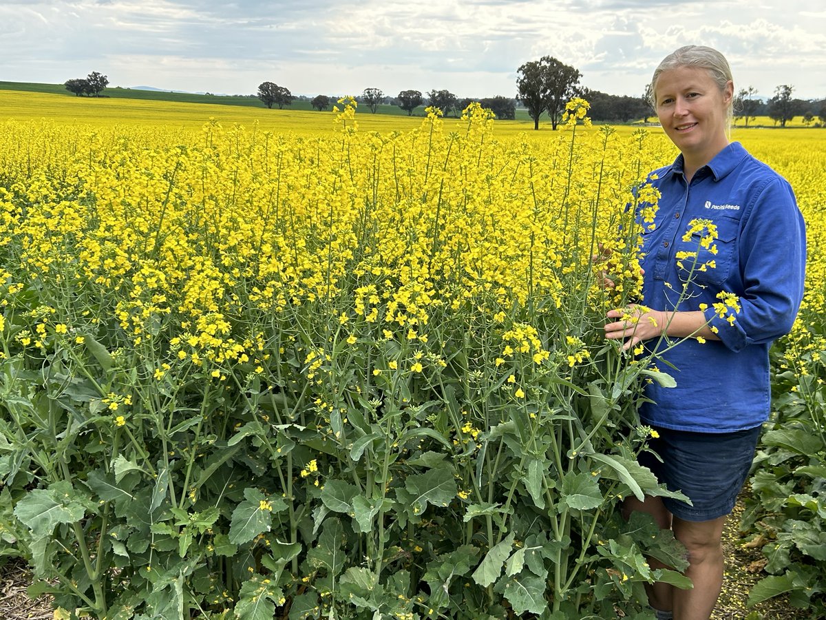 CaptainCanola's tweet photo. Absolutely superb trials managed by @kalyx_australia Cowra NSW - Hyola Innovation Systems Trials &amp; Research Breeding Trials for NSW Growers. Alice Bjursell @PacificSeeds impressed with #Hyola Continuum CL @schilgee @hurgl1 @danrollsroyce @donny_benn @LiddleCanolaMan @Ella201093 https://t.co/GbuQeFfvqy
