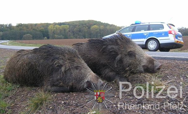 PolizeiTrier's tweet photo. Heute ist in den USA Tag der Wildtiere 🦌
Wusstet ihr, dass 31% der aufgenommenen Verkehrsunfälle Wildunfälle sind?💡
Kommt sicher an euer Ziel.
Unsere heutigen #Polizeiblitzer 📸
B 257, #Niederstedem
B 53, #Wintrich
B 269, #Allenbach https://t.co/zPtKw2tZJa