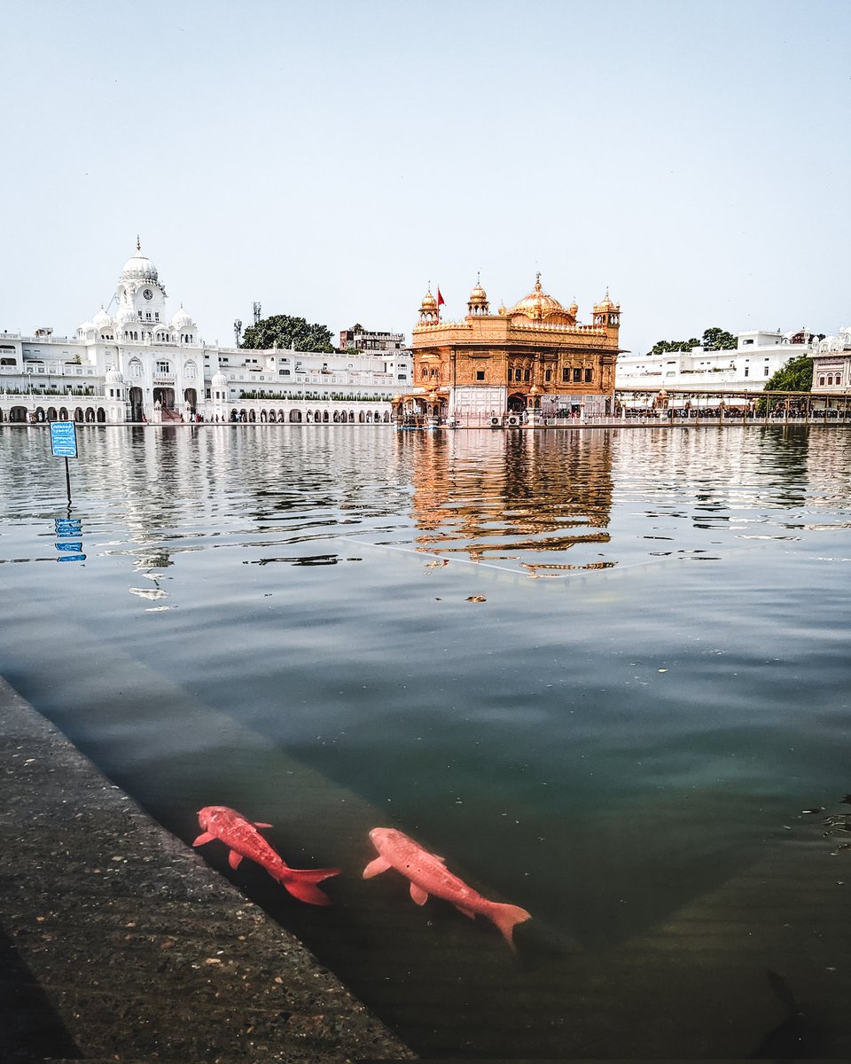 Nusta_Confused's tweet photo. Shimmering in gold, the Golden Temple stands as a majestic reminder of faith and devotion ✨🙏🏼
.
#goldentemple #amritsar #waheguru #jobolesonihalsatsriakal #devotion #faith #sikhism #india #Travel #impromptutrips #FYP #googlepixel @GooglePixelFC https://t.co/30IeqSAUqc