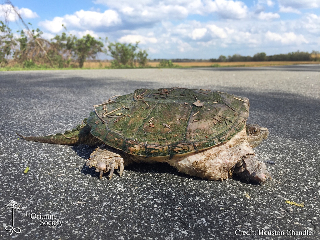 OrianneSociety's tweet photo. On #ScienceofScales this month, Houston takes a look at a recently published paper that leverages the large dataset built over several field seasons to examine how landscape characteristics influence abundance in freshwater #turtle communities.
https://t.co/WWJhJ7pJjL https://t.co/wv6PkEnsW6