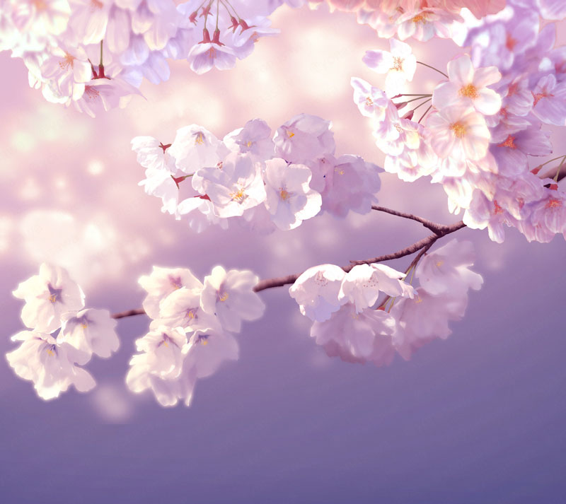 no humans flower branch cherry blossoms still life white flower blurry general  illustration images