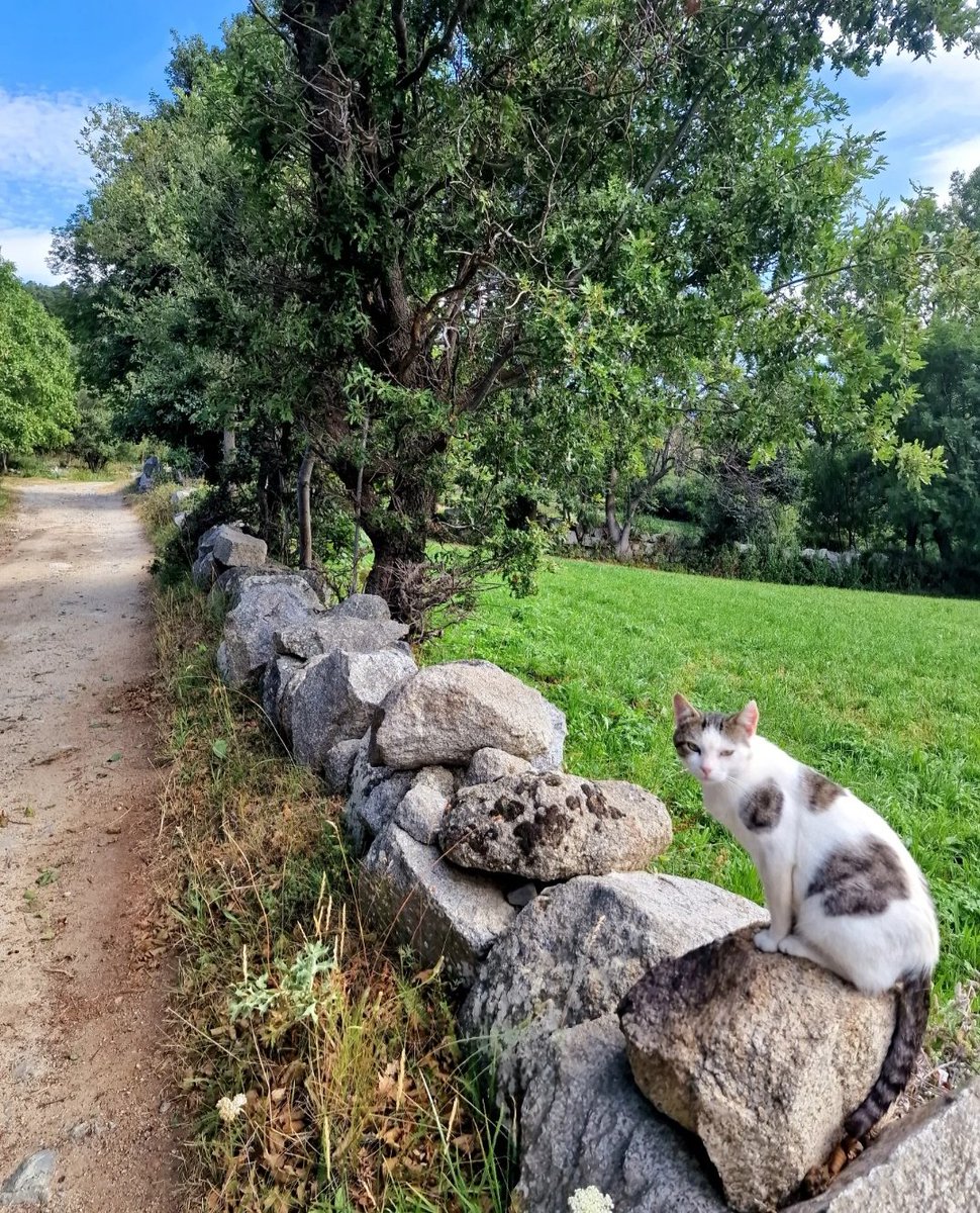 ricardrigall's tweet photo. El vigilant del camí de Músser (Mussa) a Arànser (Aransa). L'haureu d'amanyagar com a peatge per poder passar. #músser #mussa #arànser #aransa #llesdecerdanya #tossaplanadelles #cerdanya #bicicleta #btt #mtb #estiu2023 https://t.co/GoqfR70QBh