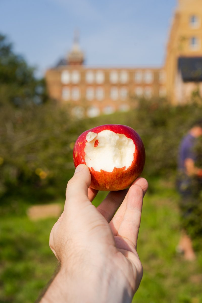 ProjectOrchard's tweet photo. Do you want to get involved with #orchards & connect with your community? Check out our upcoming events in #London:
-Harvests
-#ApplePressing (fun for kids & adults!)
-Orchard summit with learning & networking opportunities
More info: https://t.co/GMpxQr5EPr
๐ธ Cal Holland https://t.co/CNhMHXTh83