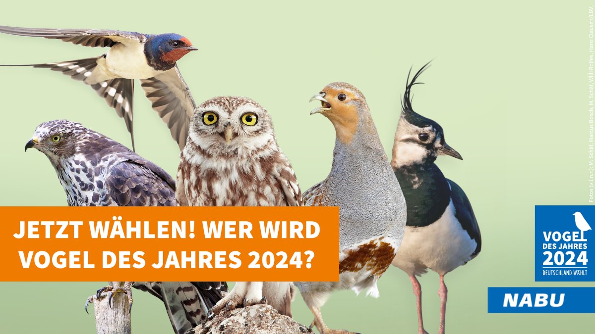 NABU_de's tweet photo. Wer wird Vogel des Jahres 2024?🐦🦉🦅 Das digitale Wahllokal hat ab sofort geöffnet und jetzt kommt es auf deine Stimme an.🗳️ Kiebitz, Rauchschwalbe, Rebhuhn, Steinkauz oder Wespenbussard – Wer  wird dieses Jahr an die Spitze flattern? Jetzt abstimmen auf https://t.co/1nEe6sUm6o https://t.co/X62JyCkxdi