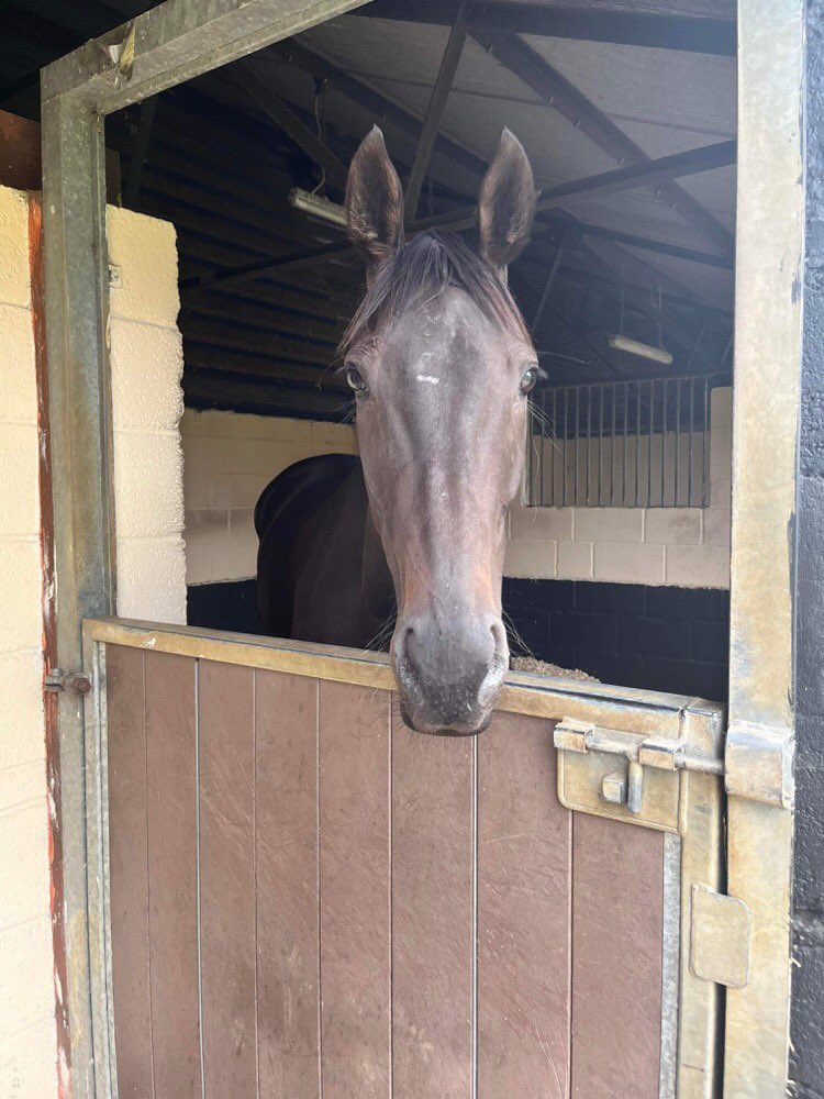 TeamHeartRacing's tweet photo. After nearly 3yrs in the hands of @BallincurrigHse &amp; @denzileahy1, 4yr old ELIZA STORM (Mount Nelson), has made her journey across the Irish Sea in the safe hands of @Ballinroe1 &amp; arrived @RBandeyRacing. The excitement is building as she prepares for her debut this autumn ❤️🏇 https://t.co/eR4vDD6n9v