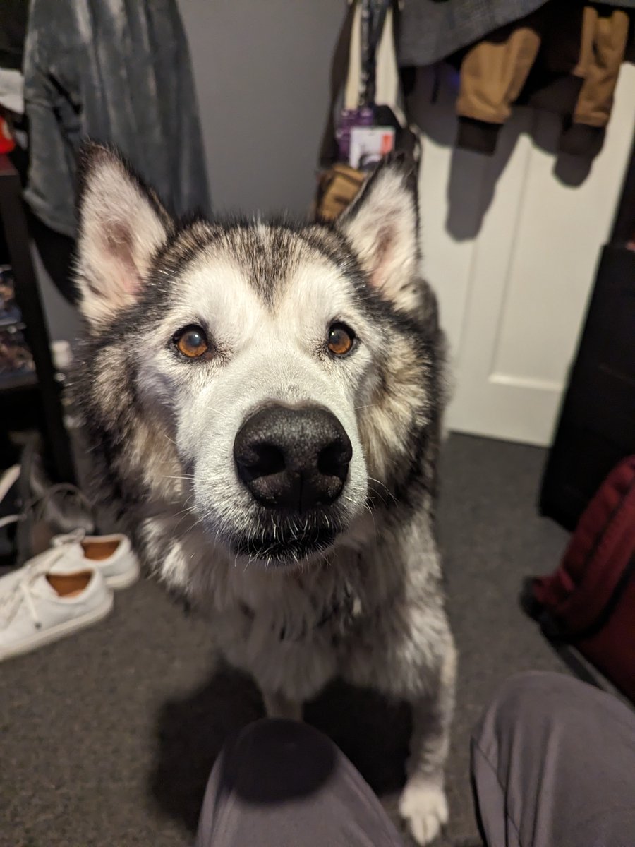 At 10.37am today, we lost him. Sleep well Oakley ❤️