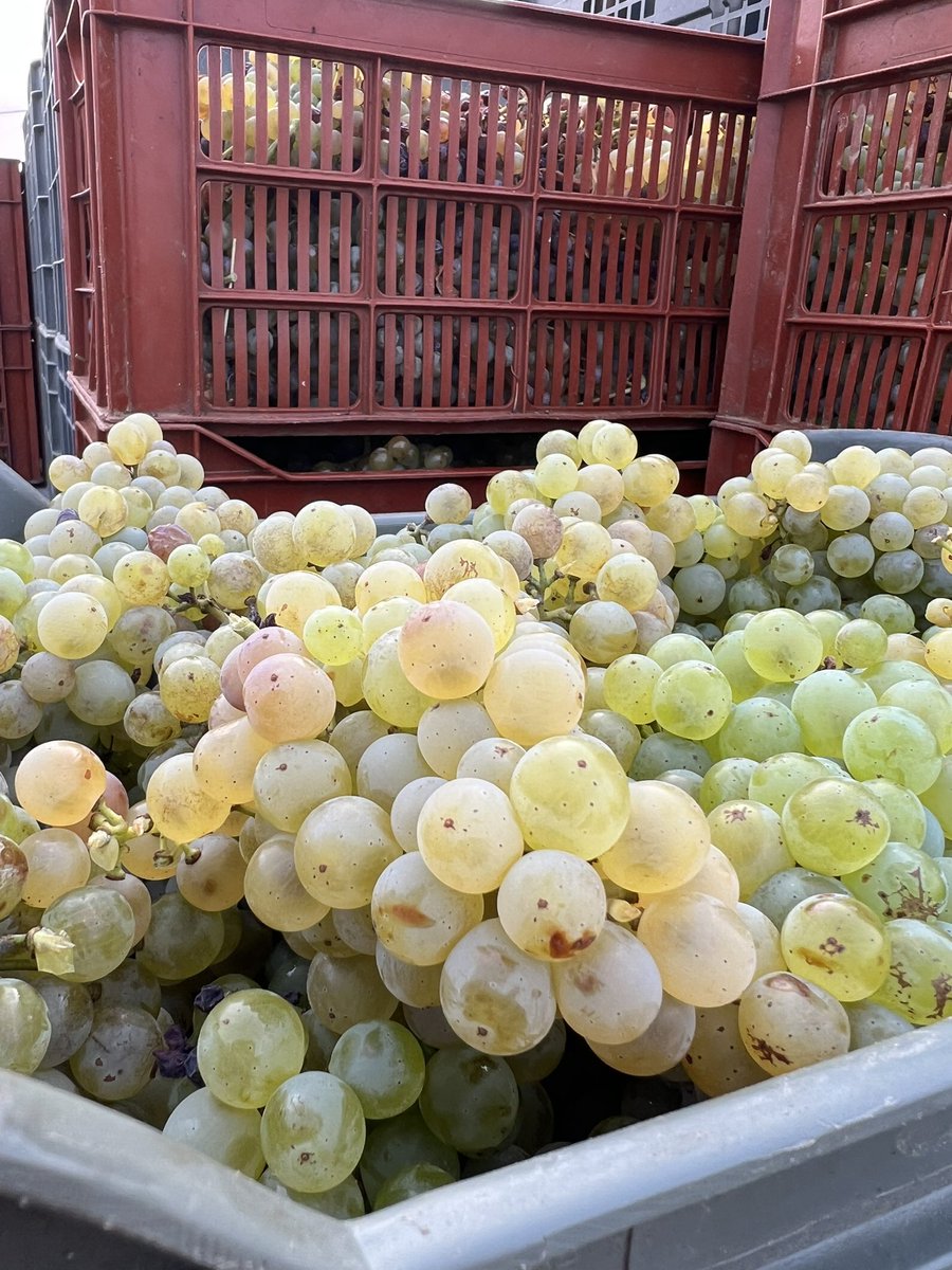 White Grenache is the first to ripen ….
