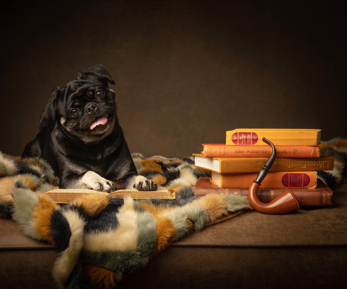 Our little Taco has been entered into a 'Dog of the Month' competition on Facebook!

If you can spare a sec to pop over and give his photo a like it would mean so much 🥰👍🏼
Link: tinyurl.com/4wvutzfn

#puglove #puglife #pugs #pug #competition #cutedog #sharethelove