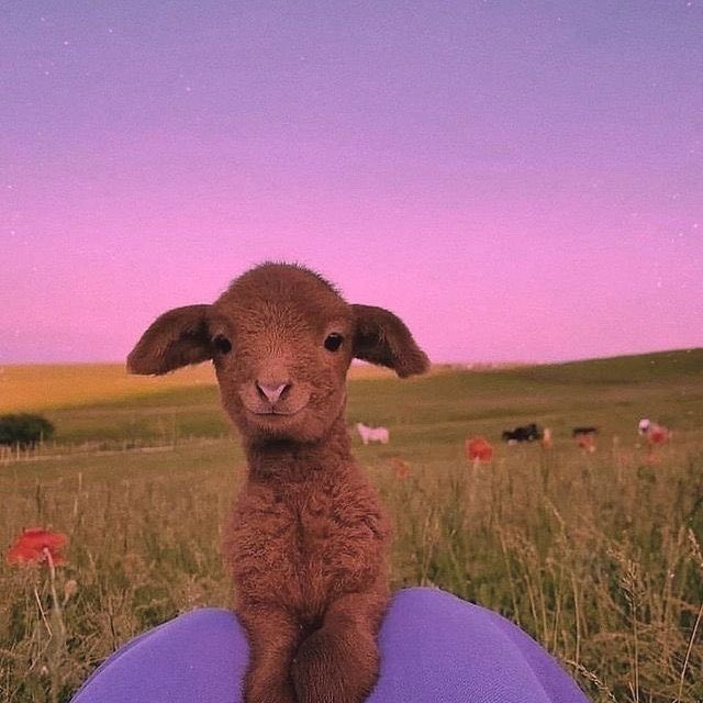 Jprz1321's tweet photo. If you're having a bad day, heres a cute goat pic https://t.co/sFYLs5JbiE